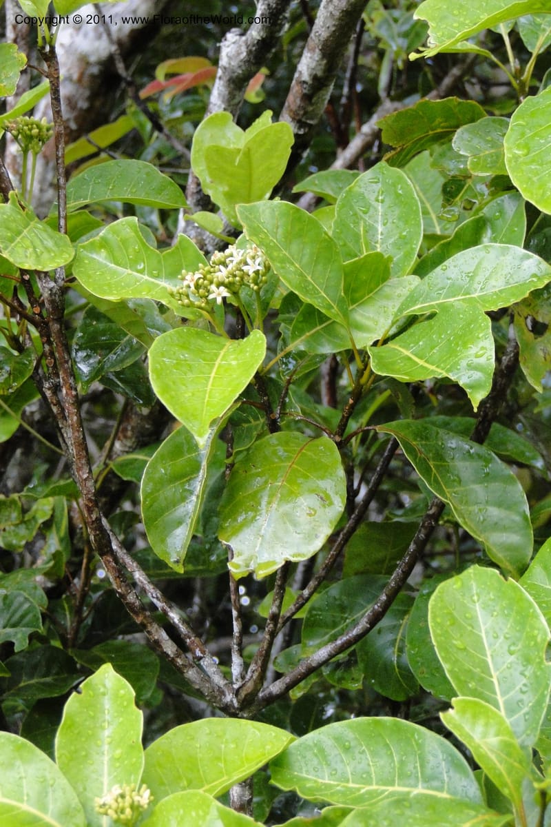 Vavaea, M. Tuiwawa 4952--Fiji. Nadarivatu Nature Reserve. 10 Feb 2011. 026 (49).jpg
