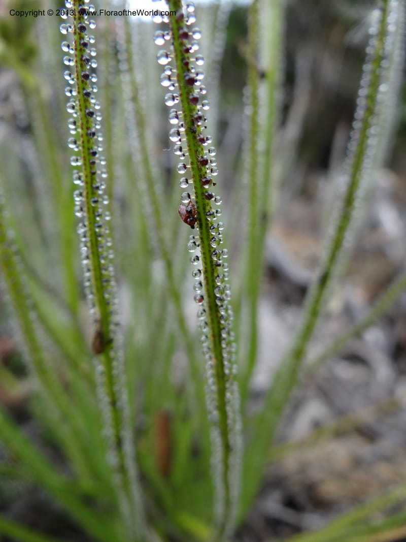 Drosophyllum lusitanicum, Davidson, C 12167--Spain. Andalucia. Parque Natural Alcornocales. 28 May 2013. DSC05381 (43).JPG