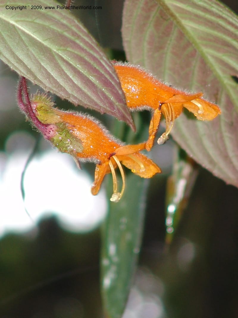 Columnea, Croat94580--Ecuador. Prov. Pichincha. Reserva Bellavista. 14 Feb 05.  142.jpg