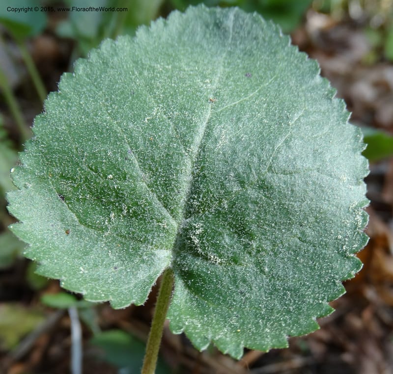 Packera serpenticola, Davidson, C 12974--No. Carolina. Clay Co. Buck Cr. 13 May 2015. DSC04619 (58).JPG