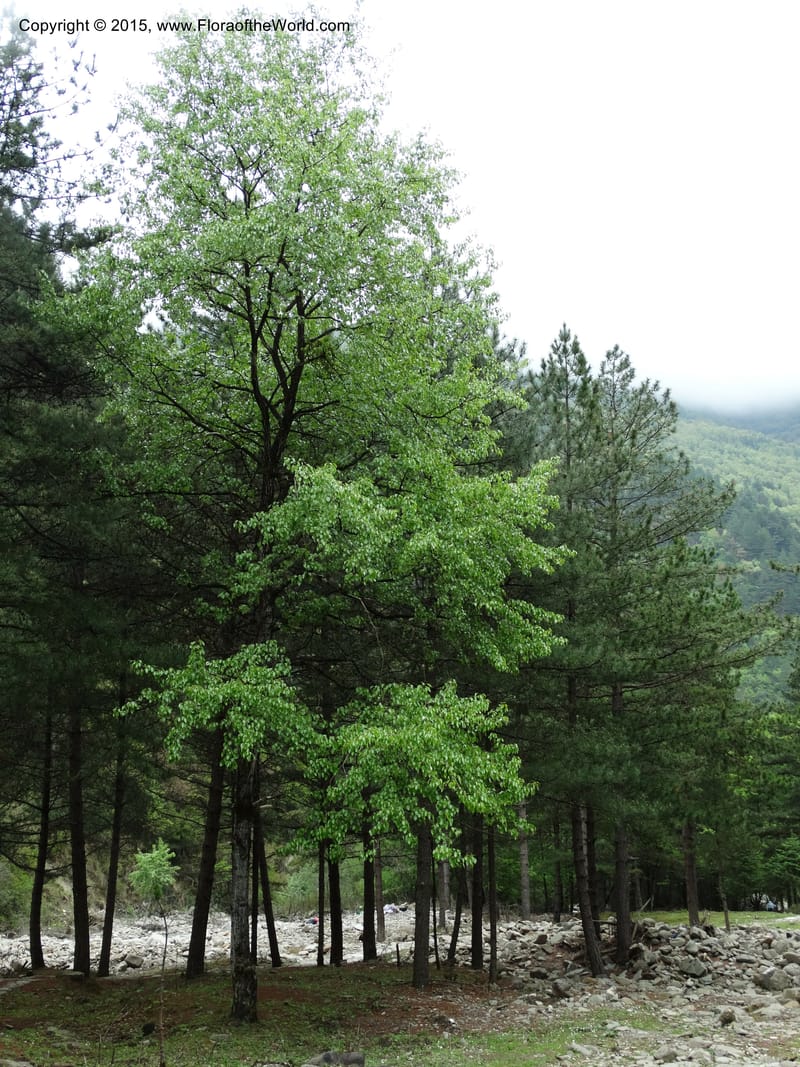 Populus, Boufford, D 43740--China. Sichuan. XinZhaZi Gou. 14 May 2014. DSC06426 (99).JPG