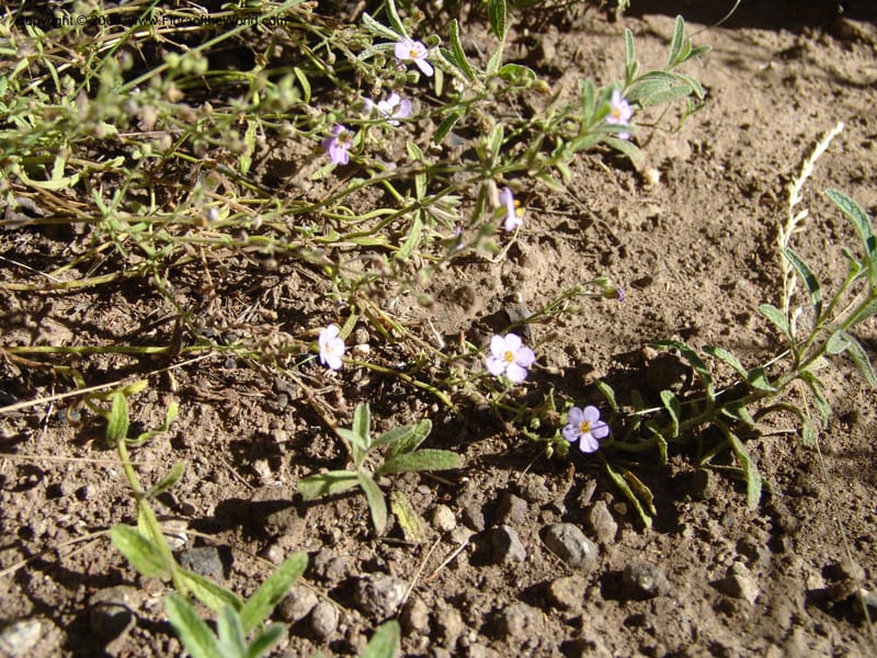 Sutera patriotica--So.Africa. E. Cape. Joubert's Pass, SE of Lady Gray. 9 Mch 05. 138.jpg
