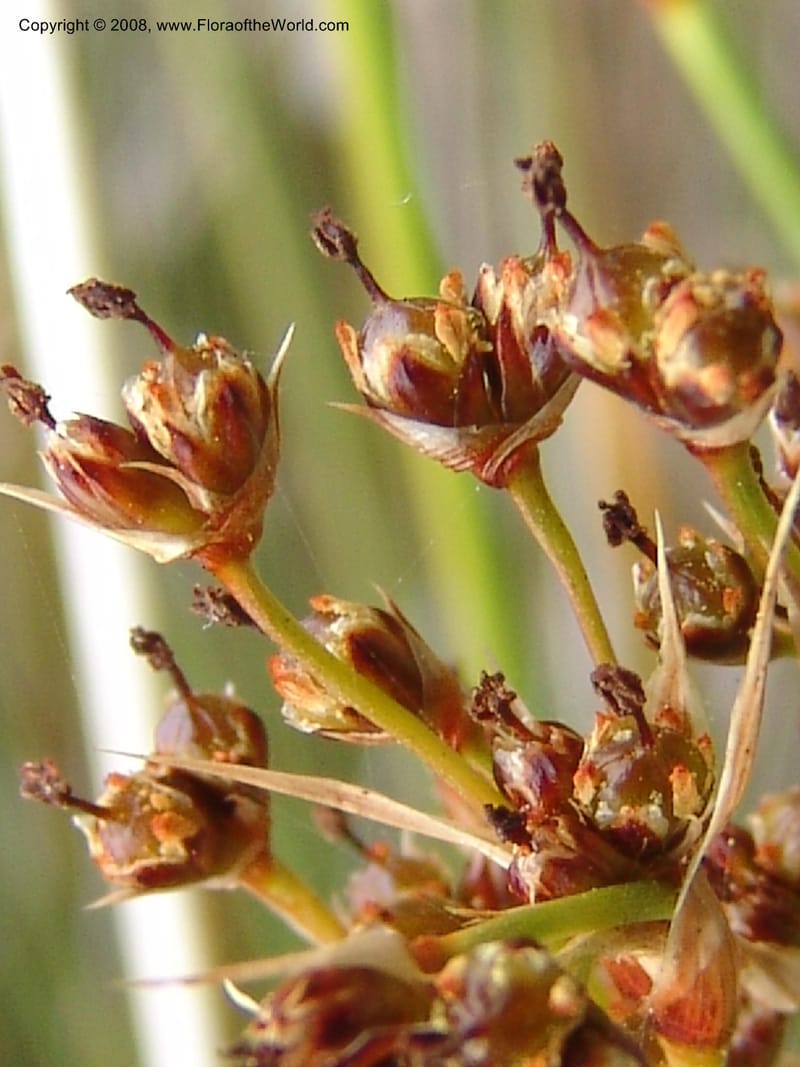Juncus acutus, 93.0002--CA. UC Berkeley Bot. Garden. 31 May 07. 517.jpg