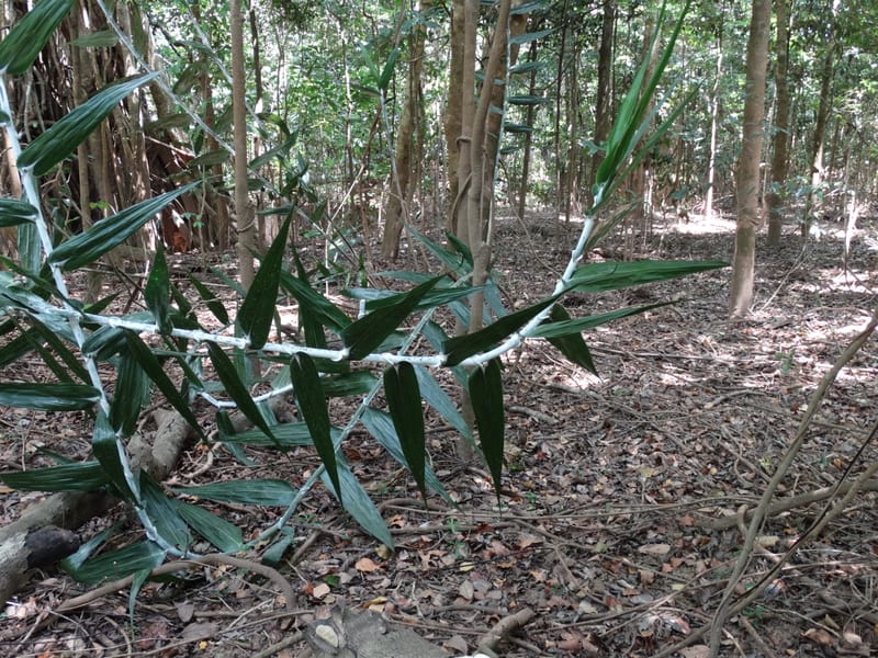 Flagellaria, Callmander, M 1254--New Caledonia. Nehoue Forest. 17 Nov 2015. DSC03041 (211).JPG