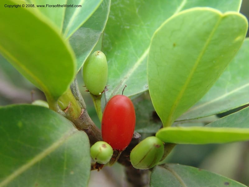 Erythroxylum pictum--So.Africa. E. Cape. Umtamvuna Nat. Res. 11 Mch 05. 261.jpg