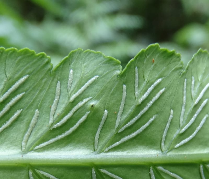 Diplaziopsis javanica, Munzinger, J 7402--New Caledonia. Haute Robinson. 11 Nov. 2015. DSC00909 (293).JPG