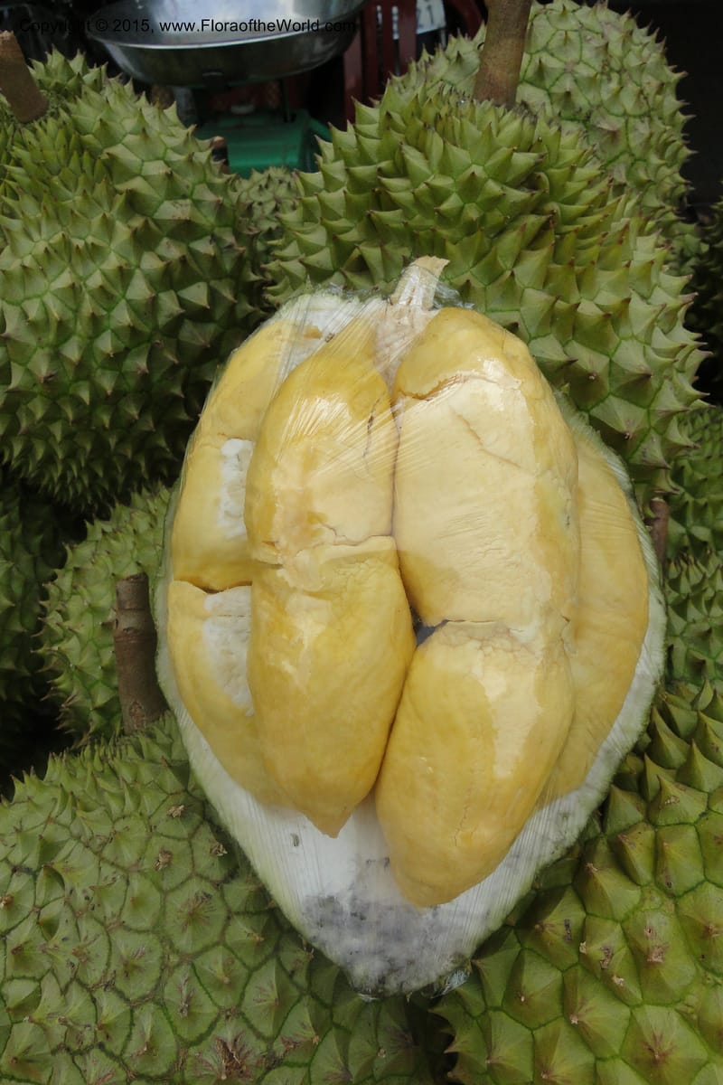 Durio zibethinus--Viet Nam. Da Ha to Tan Not R. Sta. 14 May 2011. 003 (4).jpg