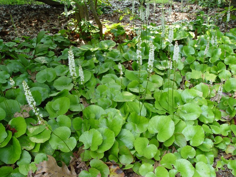 Galax aphylla--CT. Branford. Dr. Nickou's private garden. 27 Jun 03 056.jpg