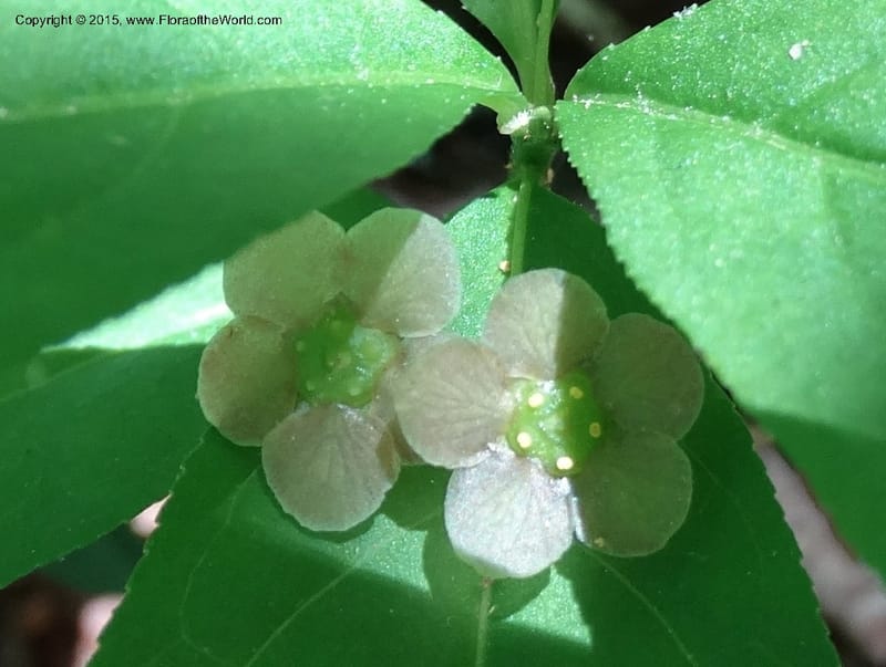 Euonymus obovatus, Davidson, C 12987--North Carolina. Clay Co. Perry Gap Rd, Barnard's Cr. 13 May 2015. DSC04860 (223).JPG