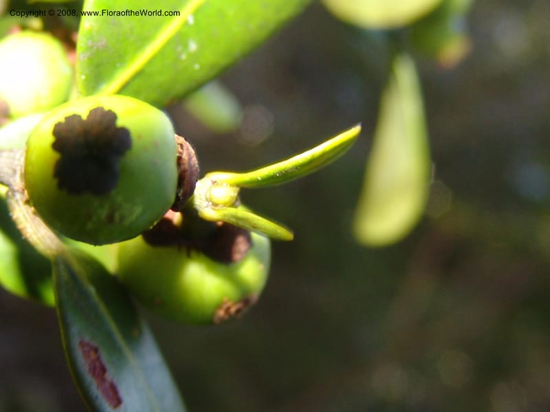 Garcinia, ZRogers1204--Madag. Anjozorobe, Aire Protegee, E Antsahabe. 17 Nov 06. 307.jpg