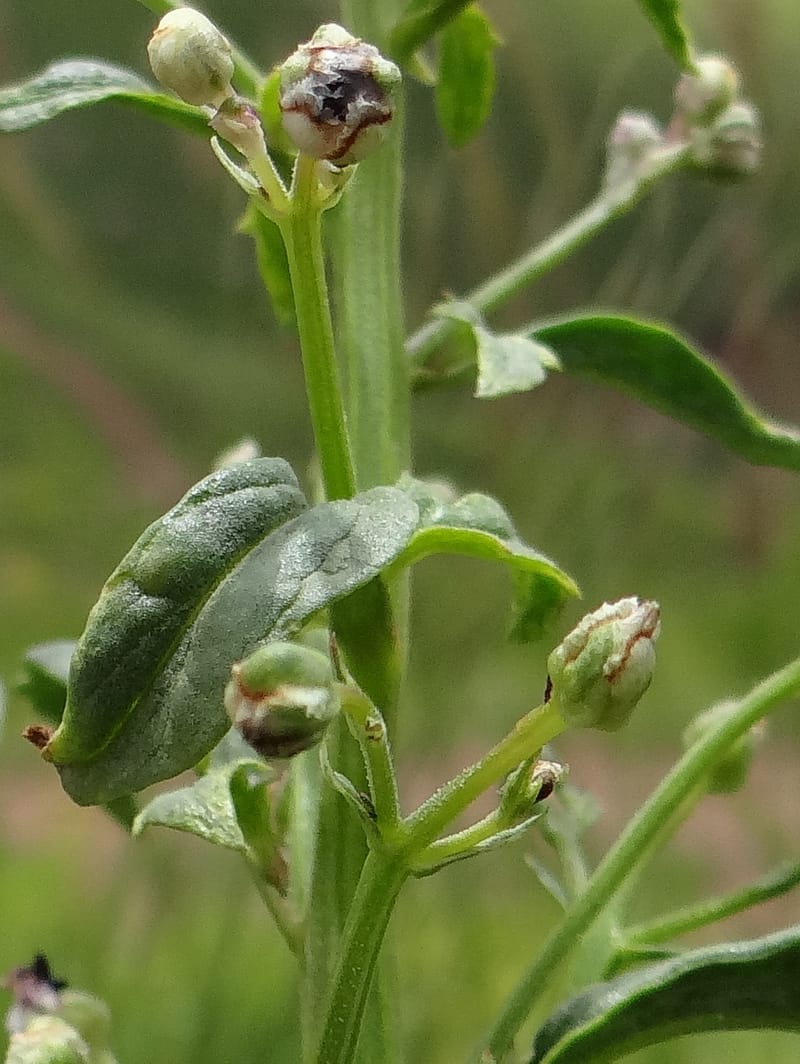 Scrophularia--Kurdistan. Hawraman. Stop 5. 22 May 2013. DSC04493 (39).JPG