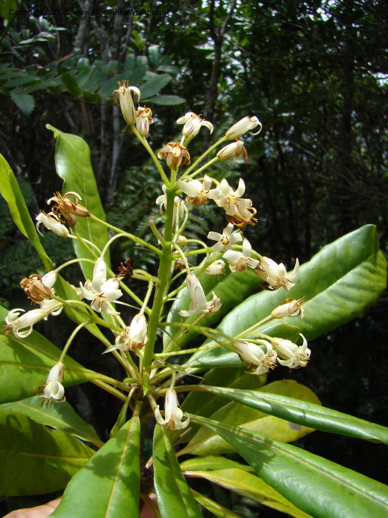 Pittosporum, CGemmill x--New Caledonia. Monts Dzumac. 20 Nov 07. 072.jpg