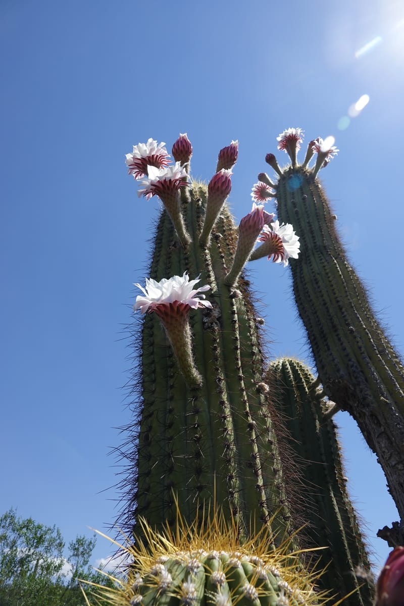 Trichocereus terscheckii--Argentina. Hwy 150, S of Ischigualasto. 7 Feb 2018. DSC09263 (25).JPG