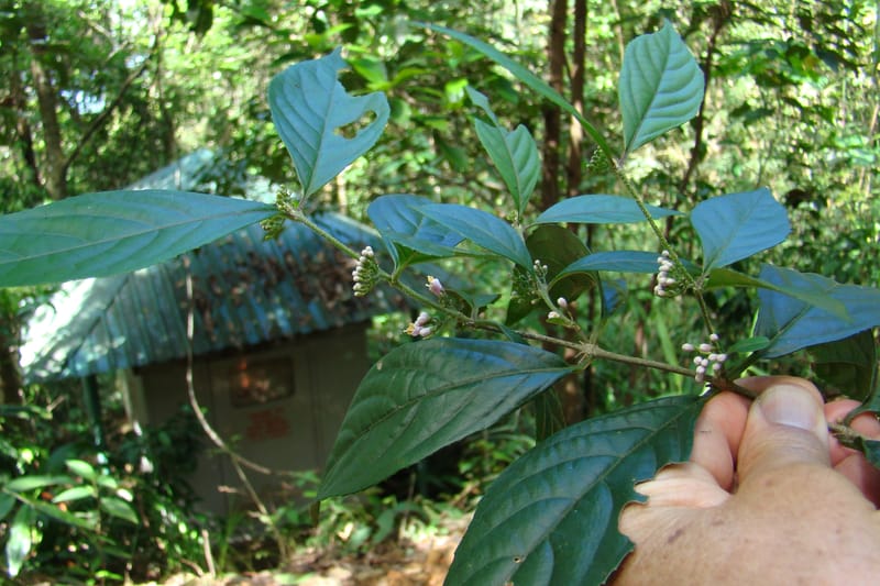 Callicarpa, Regalado 1734--Viet Nam. Thua Thien Hue Prov. Phu Loc Distr. Bach Ma. 13Apr 09. 131 (12).jpg