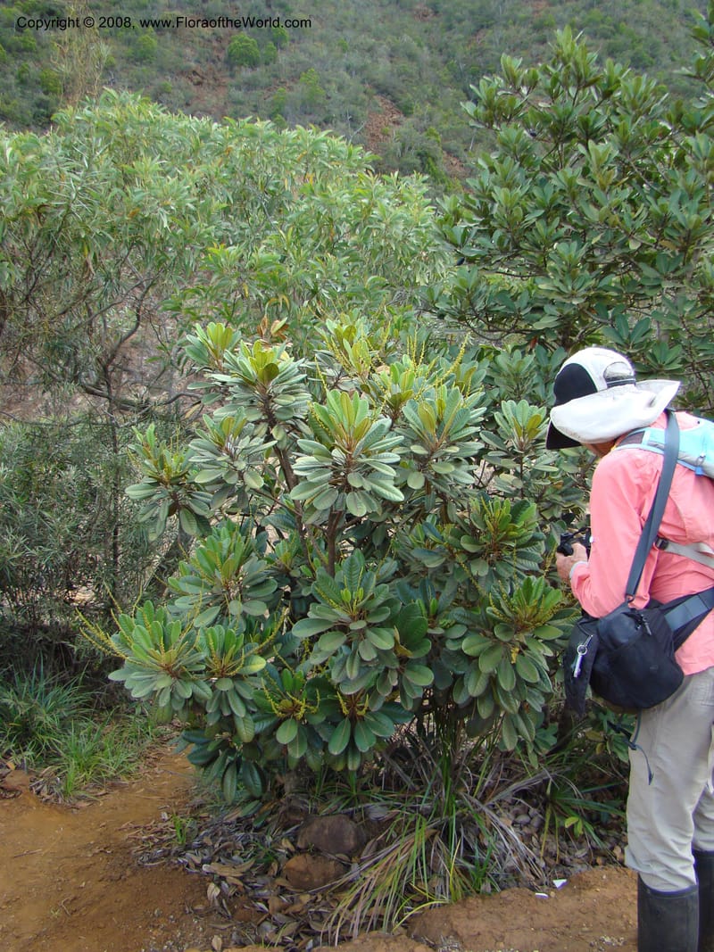 Soulamea, JMunzinger4888--New Caledonia. Tontouta R.jct Kalouehola R. 21 Nov 07. 147.jpg