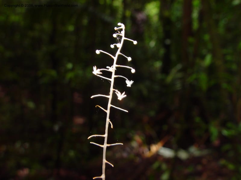 Sciaphila albescens, ETepe551--Fr. Guiana. Les Nouragues. 14 Mch 02. 003.jpg