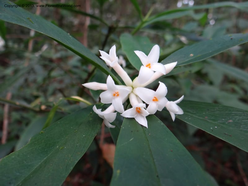 Daphne sureil, VC 5470--Thailand. Chiang Mai. Doi Suthep Pui N. P. 7 Nov 2012. (137).JPG