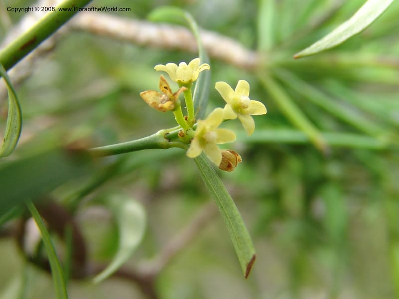 Secamone alpinii--So.Africa. E. Cape. Uitenhage Nat. Res. 6 Mch 05. 091.jpg