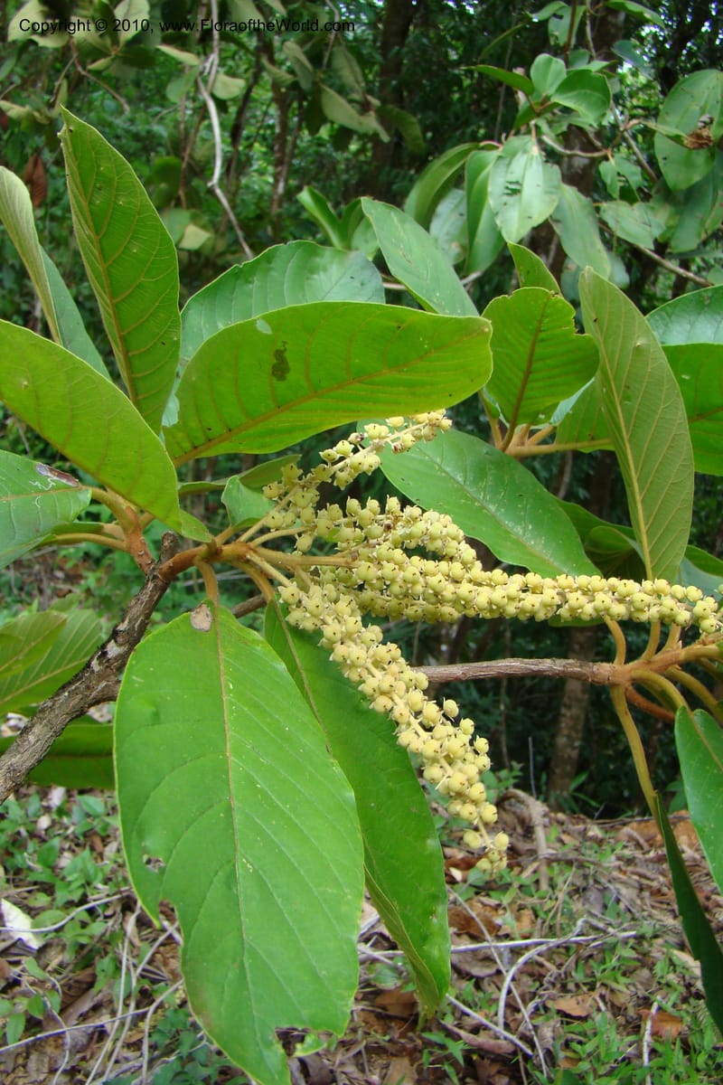 Clethra costaricensis, B. Hammel 25192--Costa Rica. Prov. San Jose. 20 April 09. 161.jpg