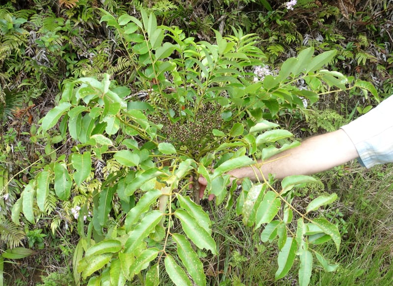 Plerandra grandiflora, Plunkett, G 3178-- Fiji. Delaikoro Mtn. 3 Nov 2015. DSC08393 (29).JPG