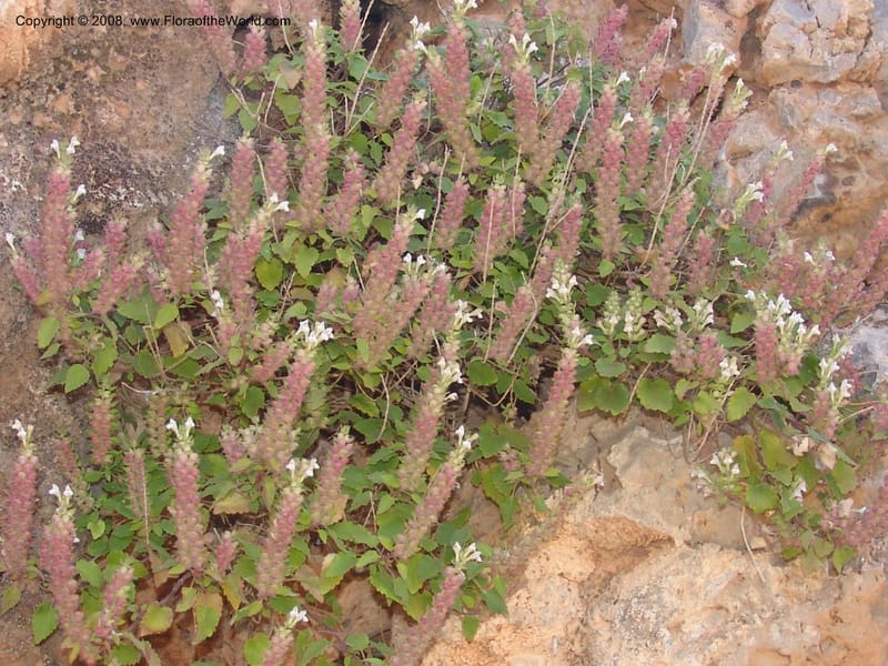 Scutellaria sieberi--Crete. Ep. Kydonia. Akrotiri. Trail Gouvernetos . 23 May 05. 073.jpg