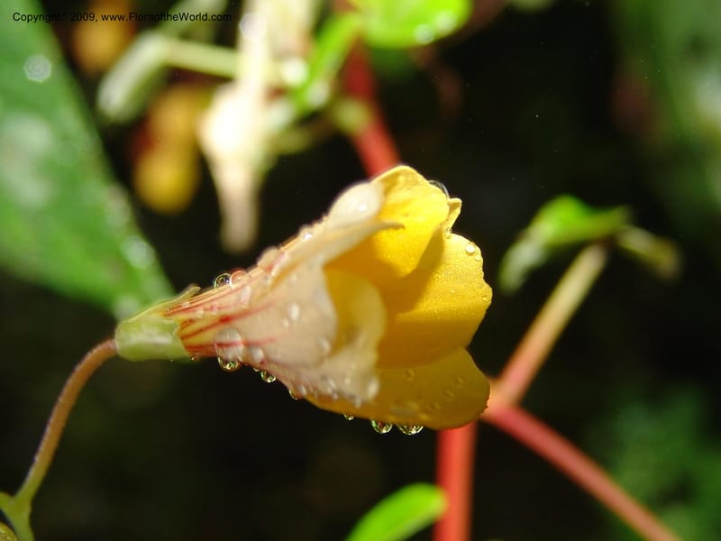 Oxalis, Croat94379--Ecuador. Prov. Pichincha. Reserva Bellavista. 9 Feb 05.  081.jpg