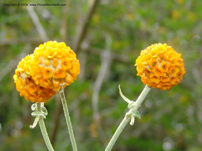 Buddleja globosa, 77.0292CA. UC Berkeley Bot. Garden.  30 Jun 06. 118.jpg