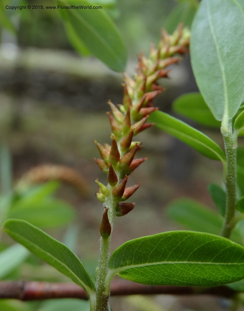 Salix, Boufford, D 43733--China. Sichuan. XinZhaZi Gou. 14 May 2014. DSC06426 (131).JPG