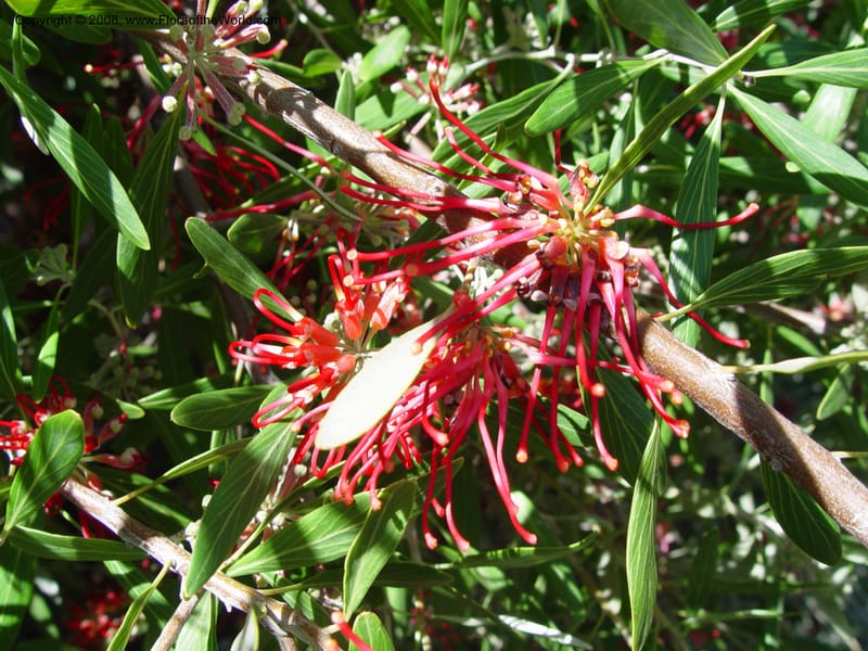 Grevillea olivacea--Spain. Barcelona Botanic Garden. 19 Apr 04. 112.jpg