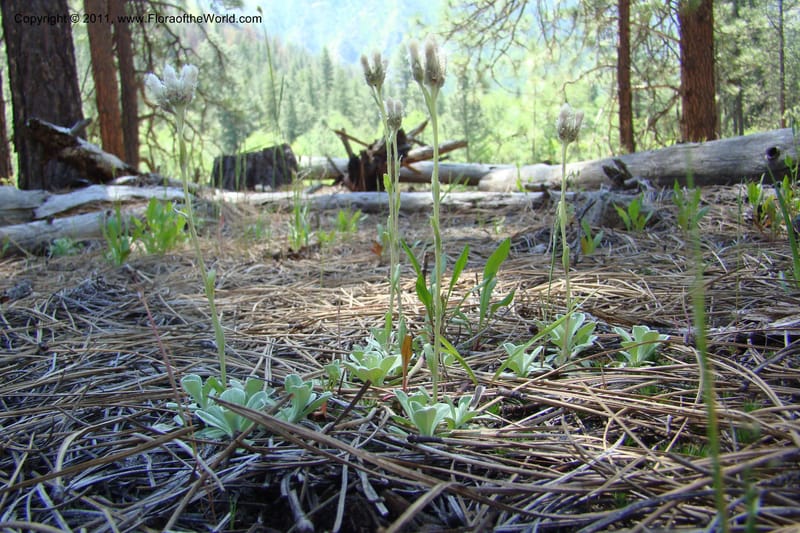 Antennaria rosea, C. Davidson 11398--Idaho. Idaho Co. Salmon River. Shepp Ranch. 28 May 2009. 047.jpg