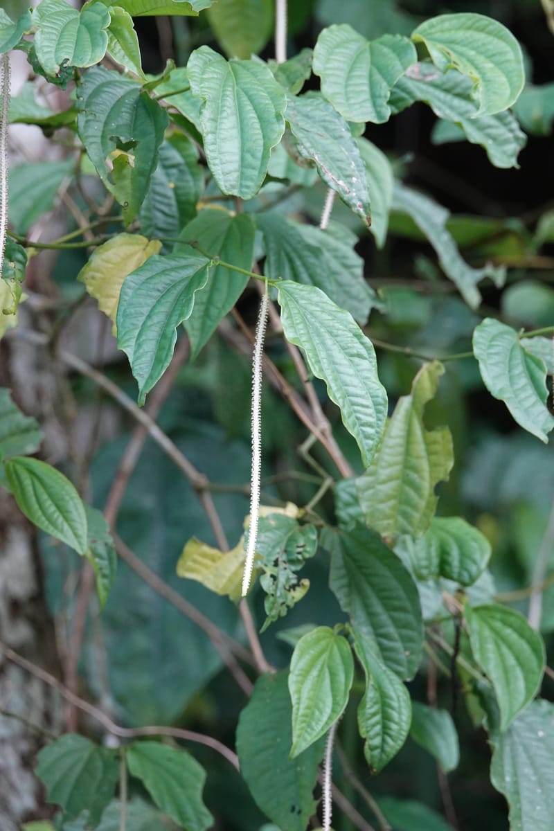 Piper bonii, D. Boufford 44107--China. Yunnan. Lao jun Shan. 30 Apr 2018. DSC00424 (390).JPG
