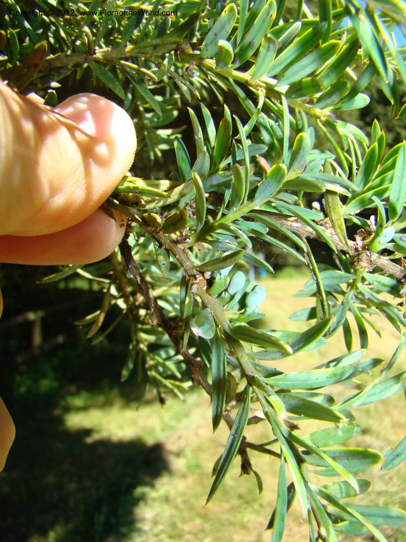 Podocarpus totora, C. Gemmill 646--New Zealand. Waikato Distr. Puke Moke Moke Res. 26 Nov 07. 138.jpg