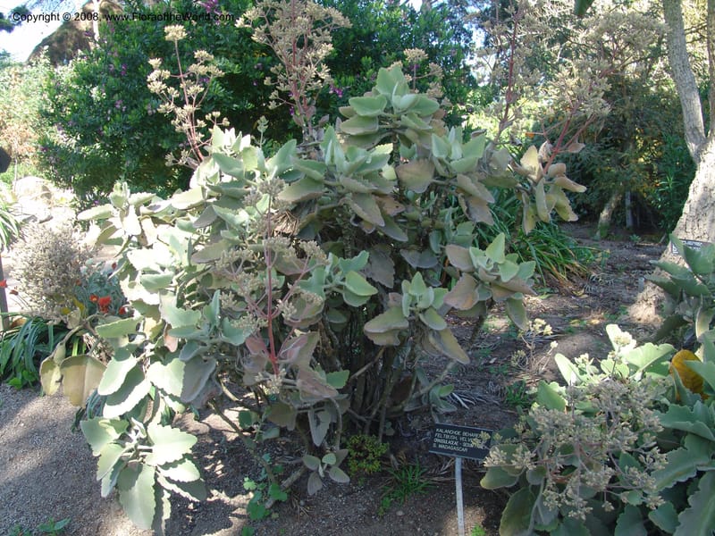 Kalachoe beharensis--CA. Quail Botanical Garden. 9 Apr 05. 186.jpg