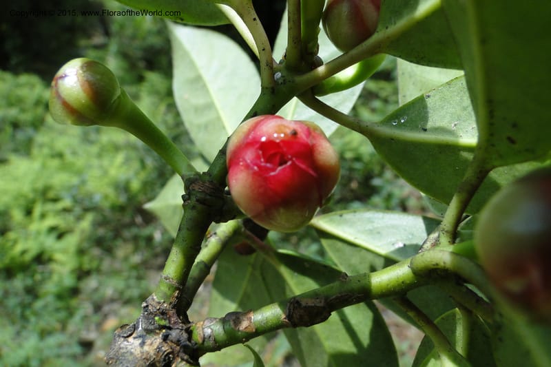 Illicium, Regalado 1782--Viet Nam. Ban Khoang Commune. 4 May 2011. 195 (3).jpg