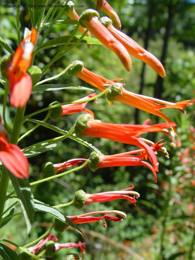 Lobelia laxiflora, 77.0028--CA. UC Berkeley Bot. Gard. 4 Jul 03. 041.jpg