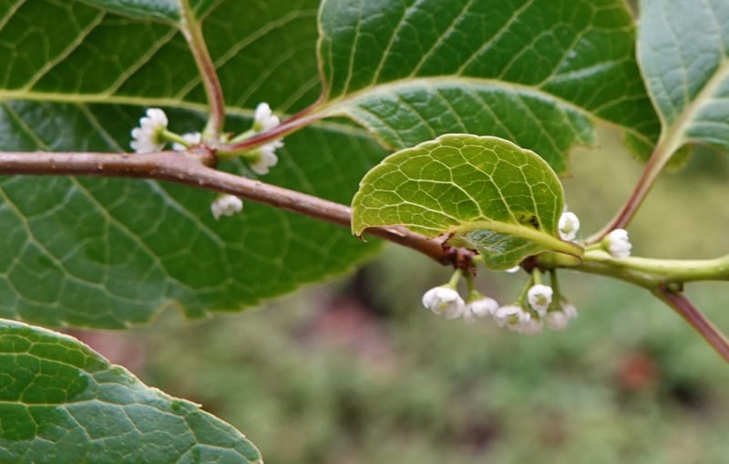 Ilex polyneura, D. Boufford 44125--China. Yunnan. Da Wei Shan. 2 May 2018. DSC01093 (325).JPG