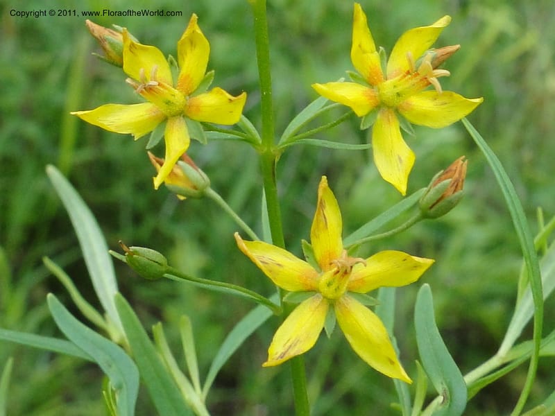 Lysimachia loomisii, Mori, S 27420, USA, No.Carolina, Jones County, 10.5 miles from junction with Hwy 58, E of Maysville, 23 May 2010 (7).JPG