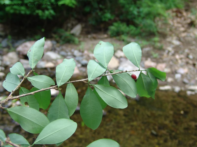 Erythroxylum havanense, R. Ramirez D. xx--MX. Jalisco. Res. Las Joyas, La Manzanilla. 1 Aug 2007. 053 (6).jpg