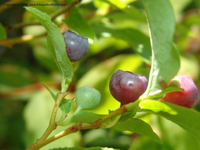 Vaccinium membranaceum--ID. Valley Co. Sylvan Beach reservoir and trail. 24 Jul 05. 066.jpg