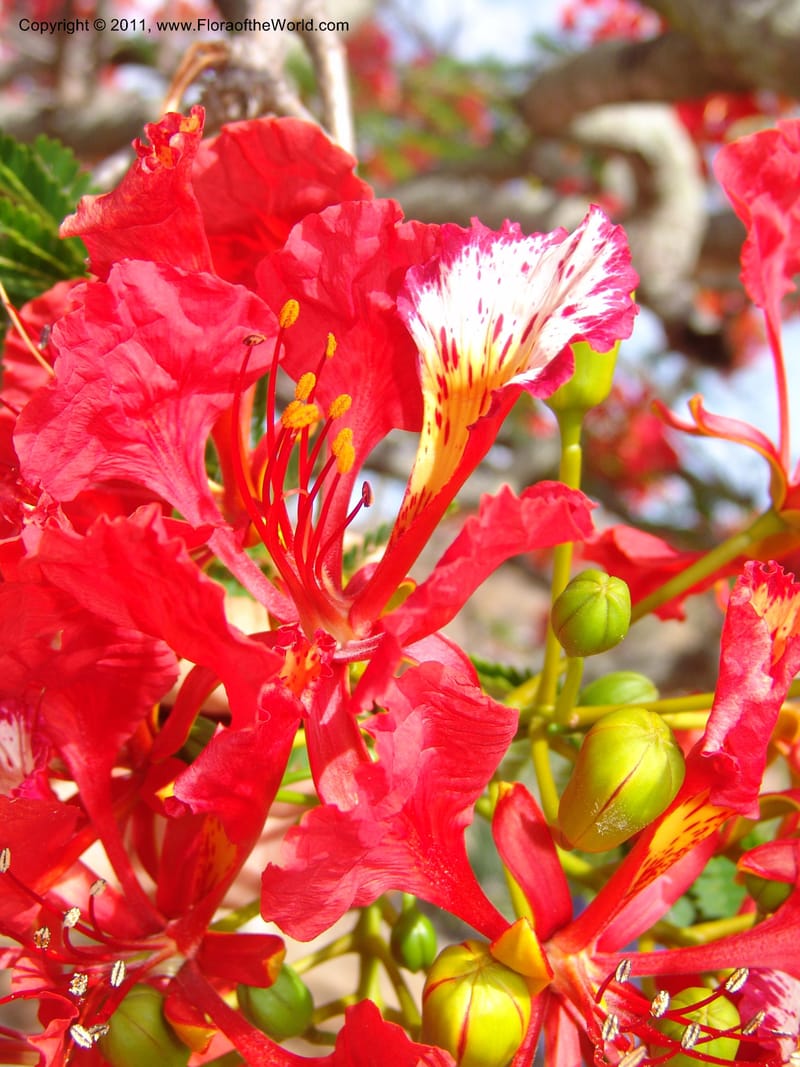 Delonix regia, ROR1560--Madag. Prov. Antsir. Orangea For. Pres. 9 Nov 06. 220 (10).jpg