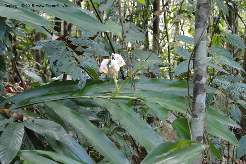 Alpinia, Regalado 1858--Viet Nam. Unknown mountain. 10 May 2011. 131 (9).jpg