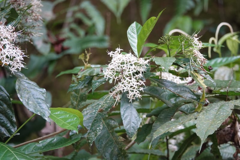 Pavetta polyantha, D. Boufford 44163--China. Yunnan. Bu Long Net. Res. on XK15. DSC03104 (195).JPG