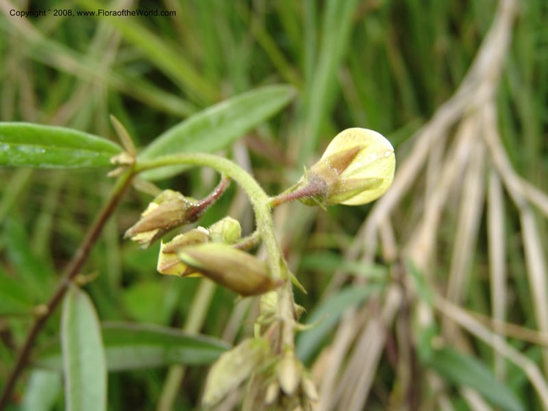 Crotalaria, Croat93485--Ecuador. Prov. Napo. Hwy . 13.5 km E of Baeza. 17 Aug 04. 033.jpg