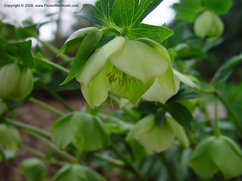 Helleborus orientalis, 87.0337--CA. UC Berkeley Bot. Gard. 11 Feb 03. 059.jpg