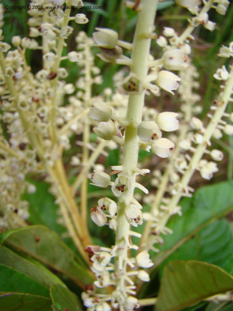 Clethra mexicana, RAguilar11192--Costa Rica. Puntar. Osa. Los Mogos. 17 Apr 08. 455.jpg