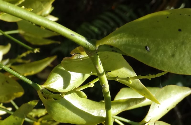 Ginalloa arnottiana, Davidson, C 12928--Sabah. Near generation plant. 28 Mar 2015. DSC01259 (14).JPG