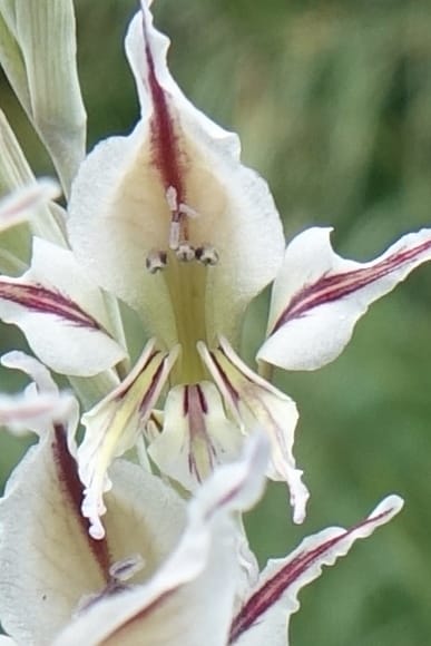 Gladiolus permeabilis, L. Nanyeni 1274--Namibia. Hwy D2859. Odom 418. 30 March 2018. DSC04324 (104).JPG