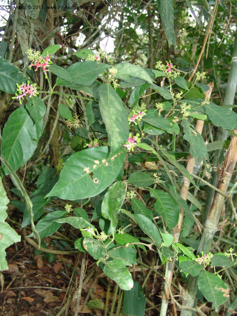 Neea, Araujo M 3109--Bolivia. Pq. Nal. Madidi. Rio Yariapo, 4 km E of Chalalan. 25 Sep 06. 195 (5).jpg