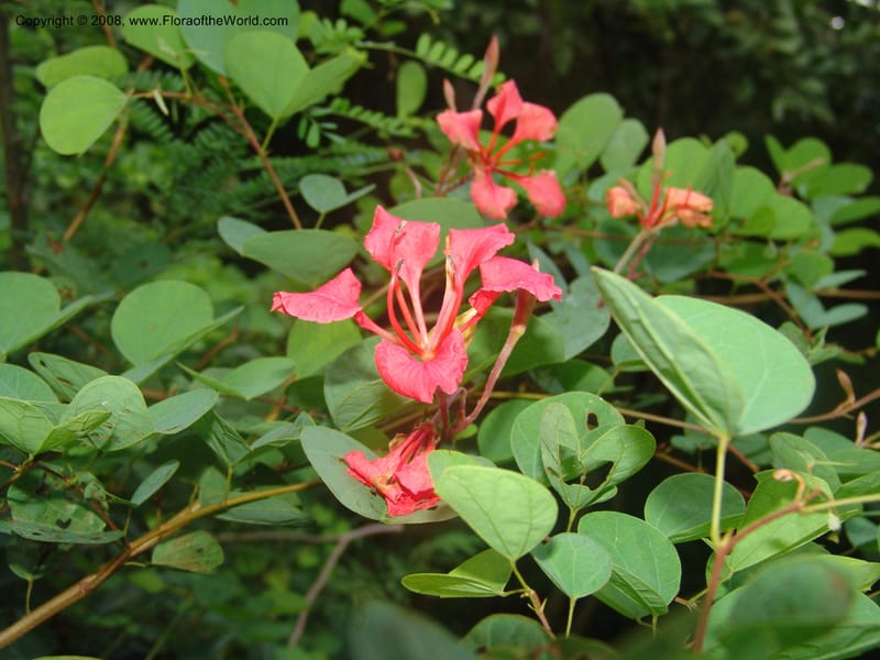 Bauhinia galpinii--So.Africa. Mpumalanga. Karino. Whyte Thorne. 19 Mch 05. 085.jpg