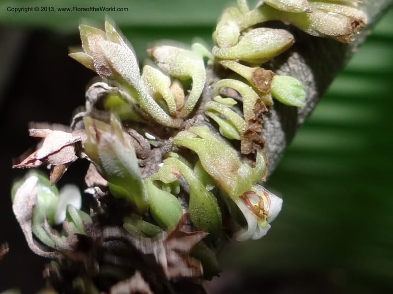 Monophyllaea singularis, S.98866--Sarawak. Fairy Cave. 27 Mar 2012. DSC05645 (14).JPG